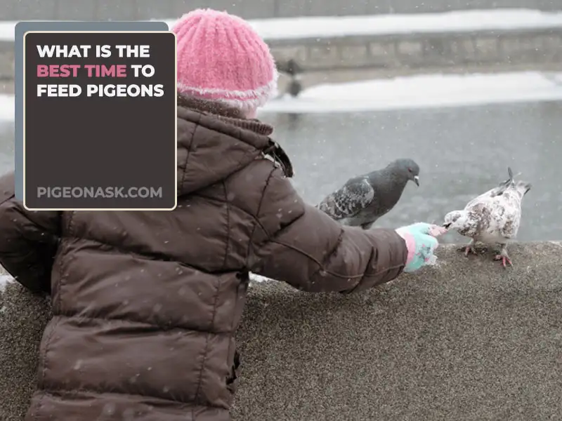 What Is the Best Time to Feed Pigeons