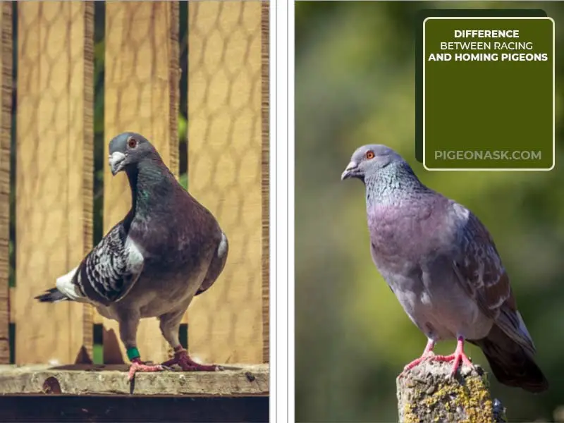 What Is the Difference Between Racing and Homing Pigeons