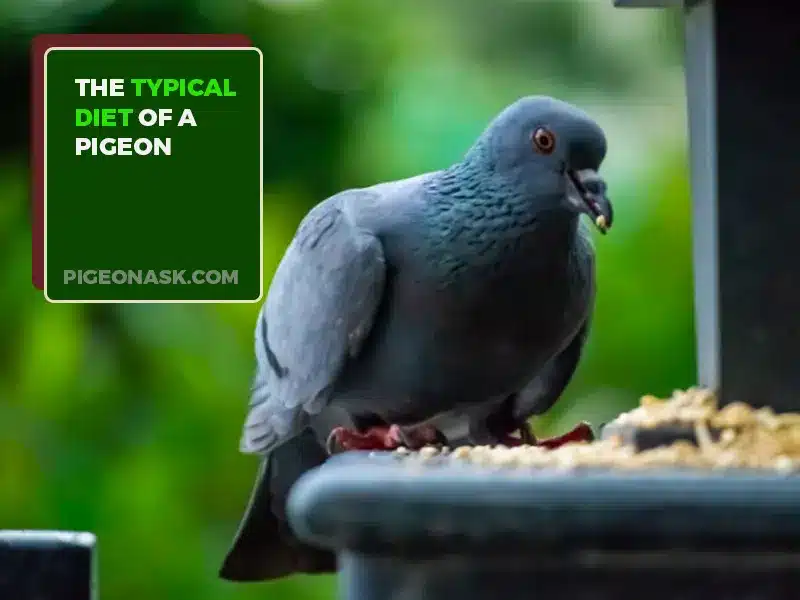 What Is the Typical Diet of a Pigeon