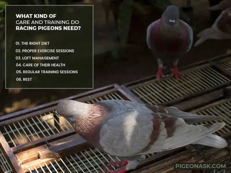 What Kind of Care and Training Do Racing Pigeons Need