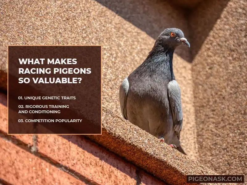 What Makes Racing Pigeons So Valuable