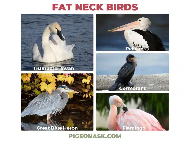 What Other Species of Birds Also Have Fat Necks