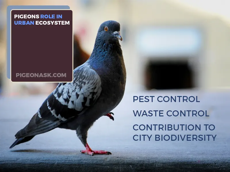 What Role Do Pigeons Play in Urban Ecosystems