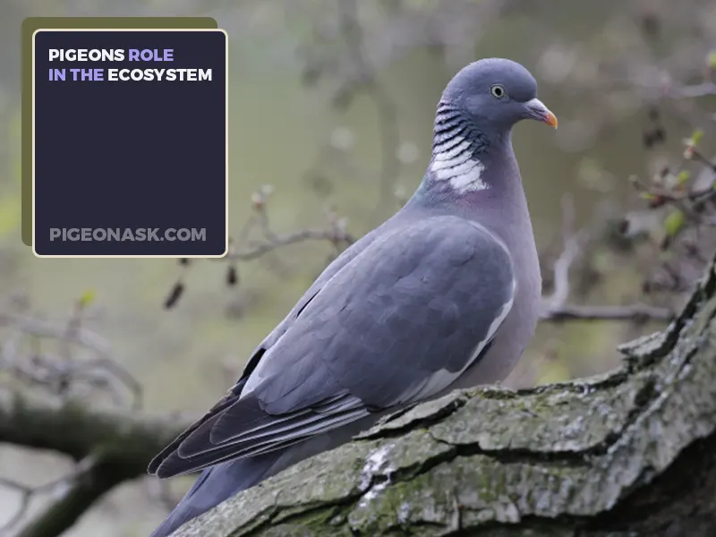 What Role Do Pigeons Play in the Ecosystem