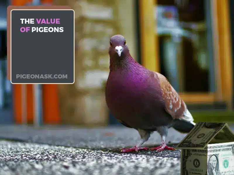 What Value Do Pigeons Have