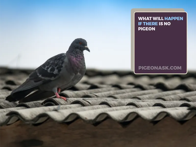 What Would Happen If There Were No Pigeons