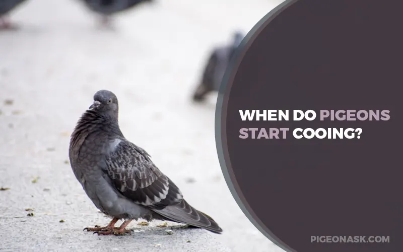 When Do Pigeons Start Cooing