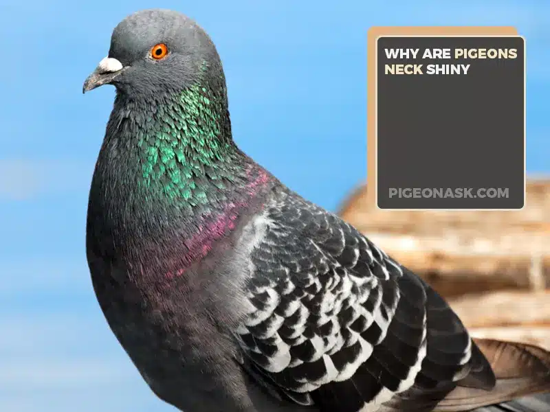 Why Are Pigeon Necks Shiny