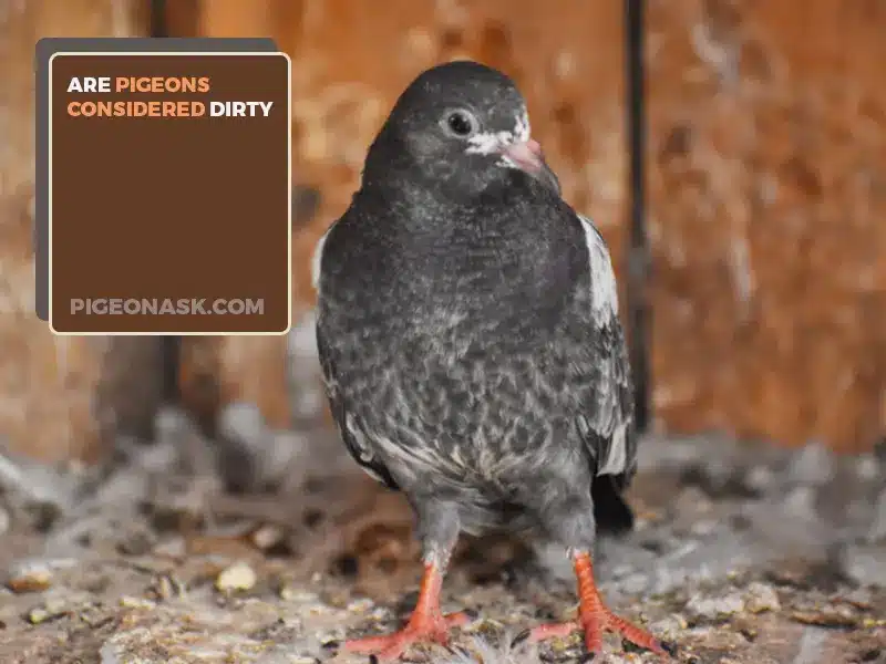 Why Are Pigeons Considered Dirty