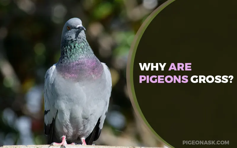 Why Are Pigeons Gross