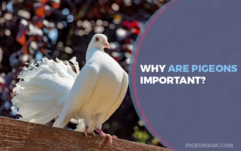 Why Are Pigeons Important