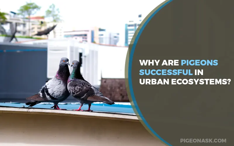 Why Are Pigeons Successful In Urban Ecosystems