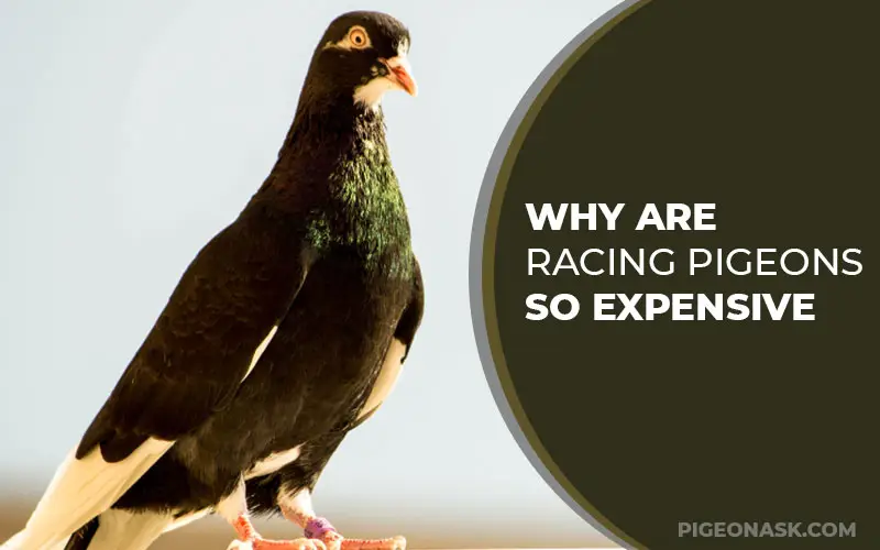 Why Are Racing Pigeons So Expensive