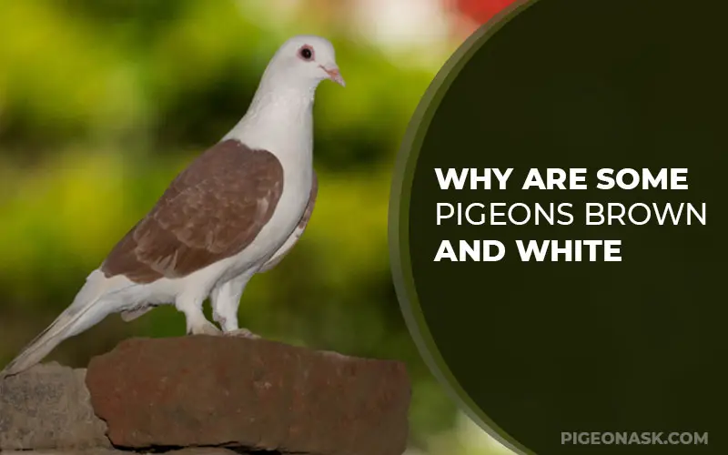 Why Are Some Pigeons Brown and White