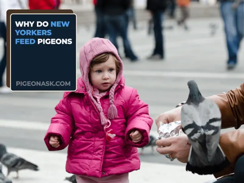 Why Do New Yorkers Feed Pigeons