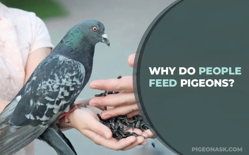 Why Do People Feed Pigeons