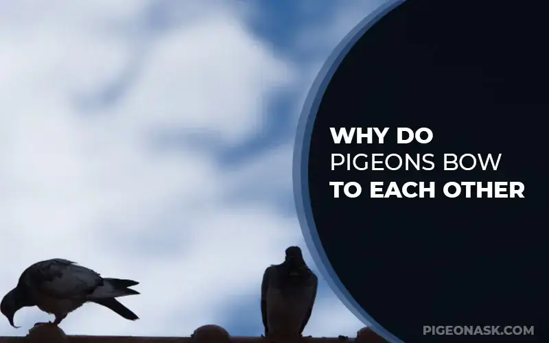 Why Do Pigeons Bow to Each Other