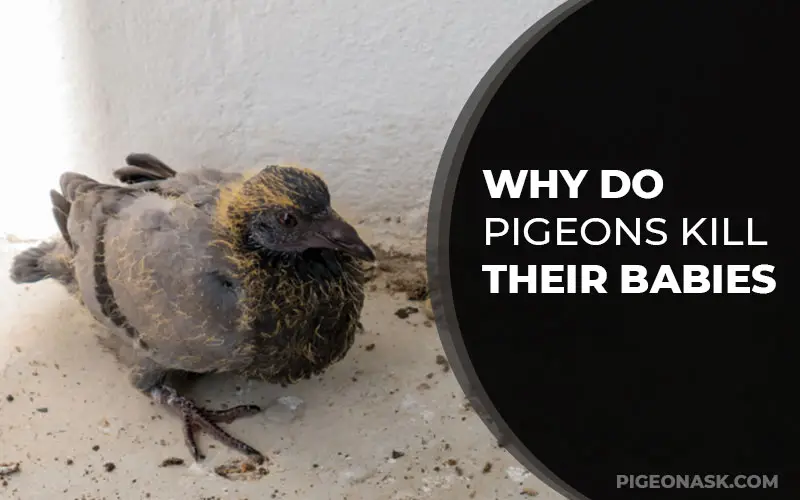 Why Do Pigeons Kill Their Babies