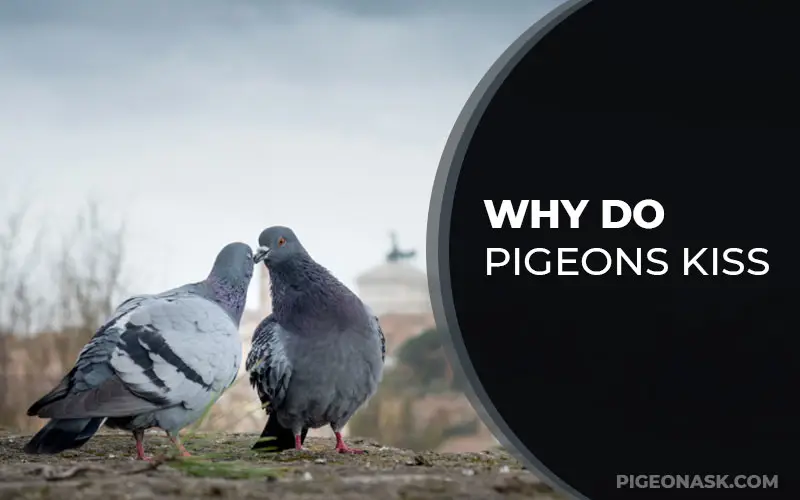 Why Do Pigeons Kiss