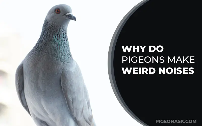 Why Do Pigeons Make Weird Noises