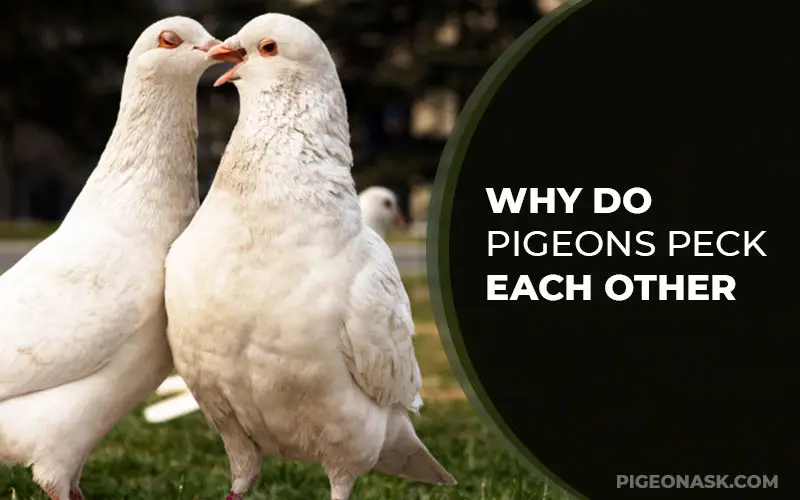 Why Do Pigeons Peck Each Other