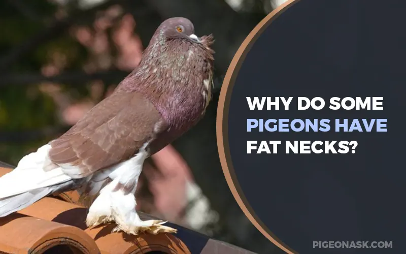 Why Do Some Pigeons Have Fat Necks