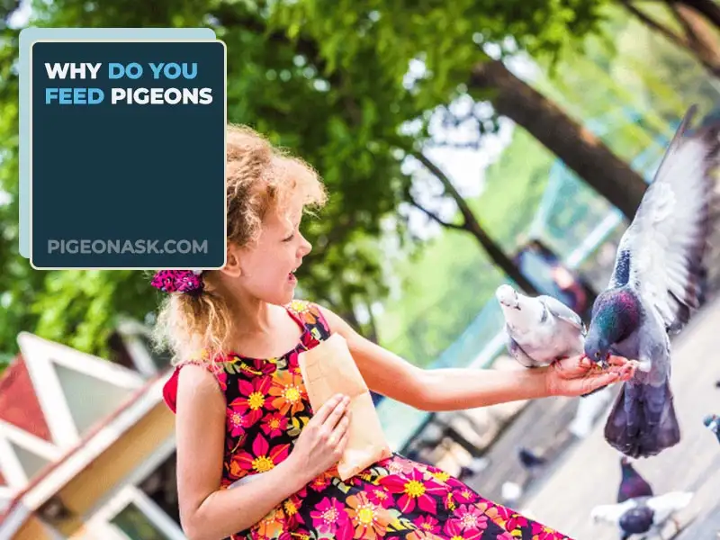 Why Do You Feed Pigeons