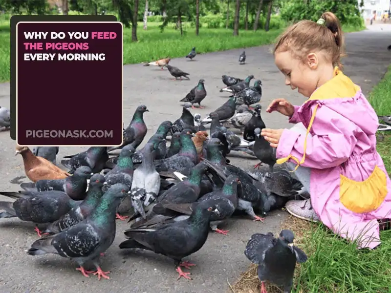 Why Do You Feed the Pigeons Every Morning