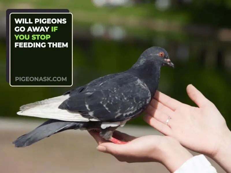 Will Pigeons Go Away If You Stop Feeding Them