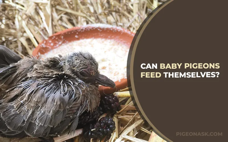 When Can Baby Pigeons Feed Themselves?