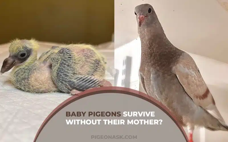 How Long Can Baby Pigeons Survive Without Their Mother?