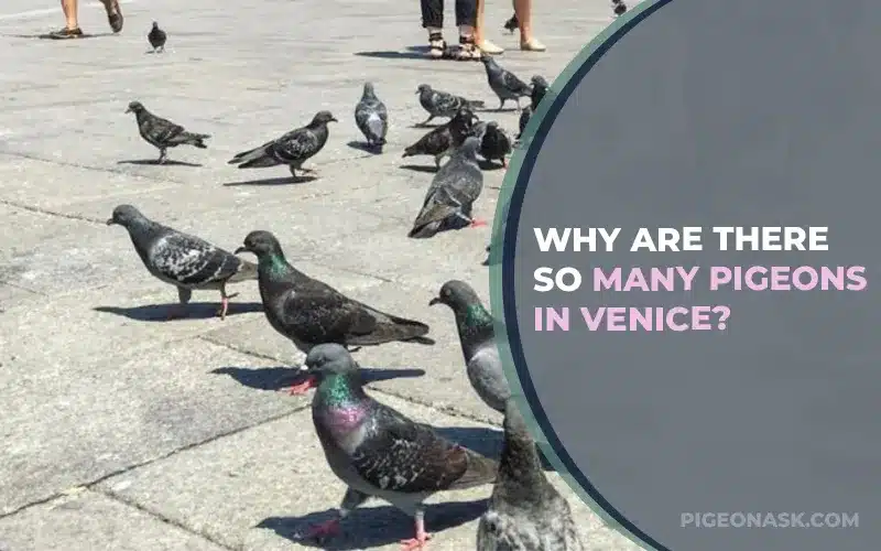 Why Are There So Many Pigeons In Venice