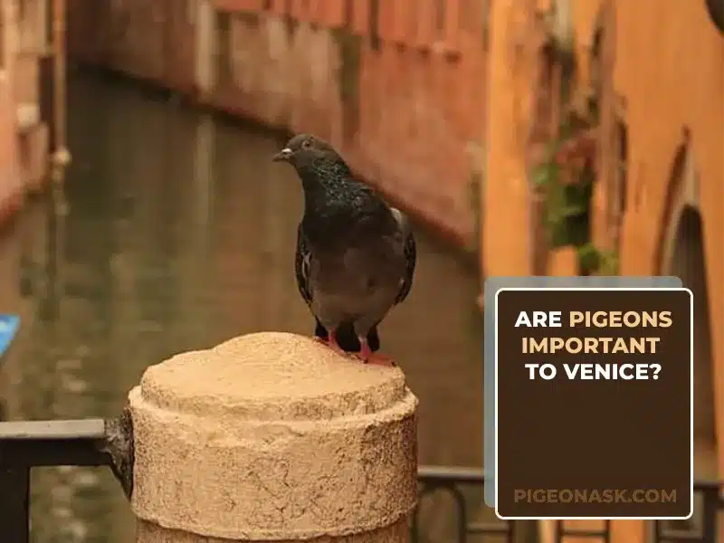 Are Pigeons Important to Venice