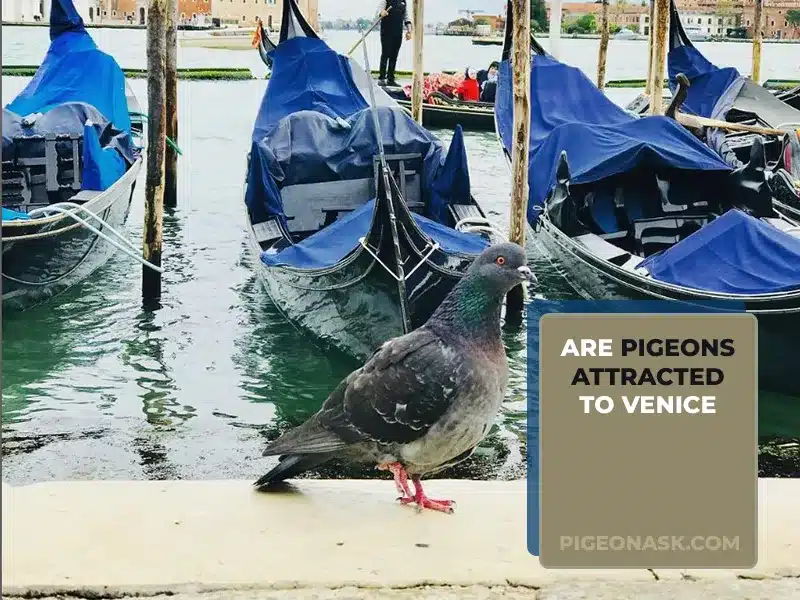 Are Pigeons Attracted to Venice