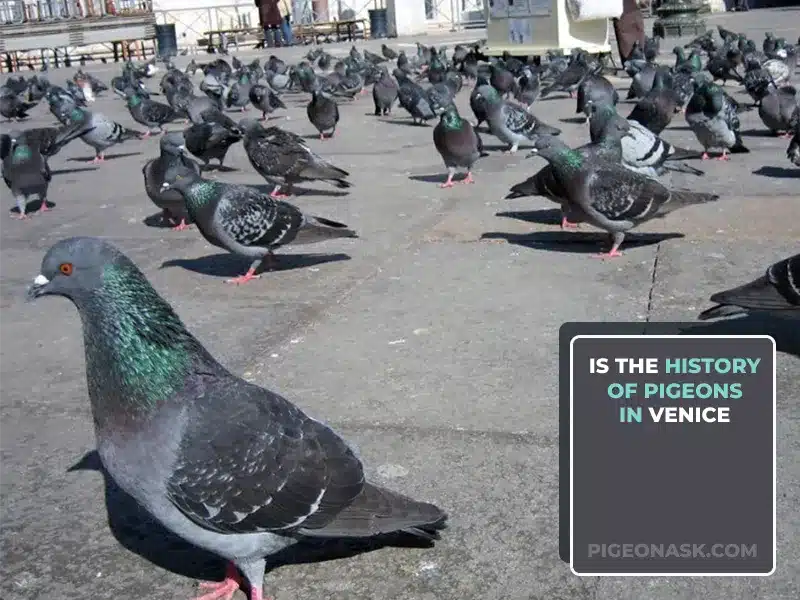 Is the History of Pigeons in Venice