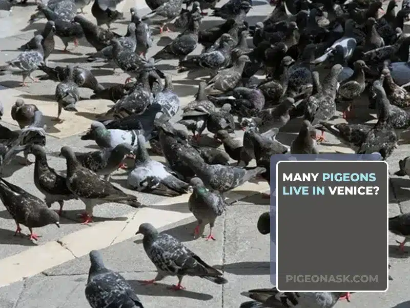 Many Pigeons Live in Venice