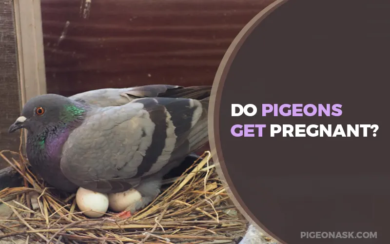 Do Pigeons Get Pregnant?