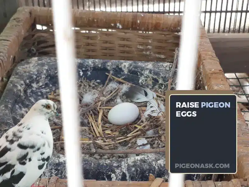 How Do You Raise Pigeon Eggs