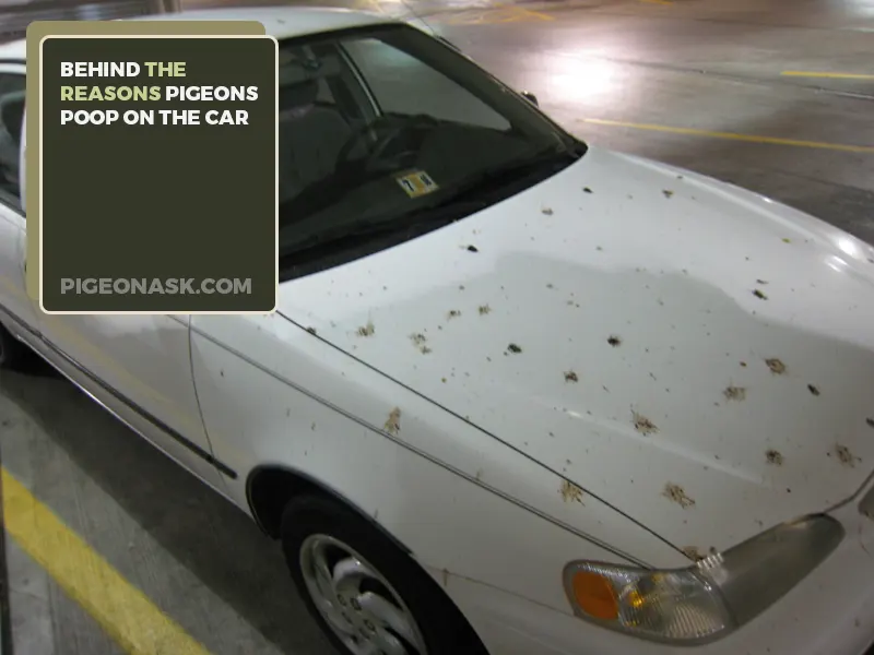 5 Reasons Why Pigeons Poop on Your Car