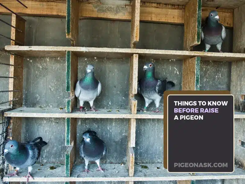 What Do You Need to Know to Raise a Pigeon