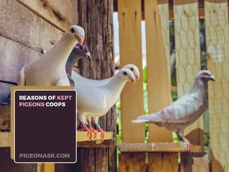 Why Did People Keep Pigeon Coops