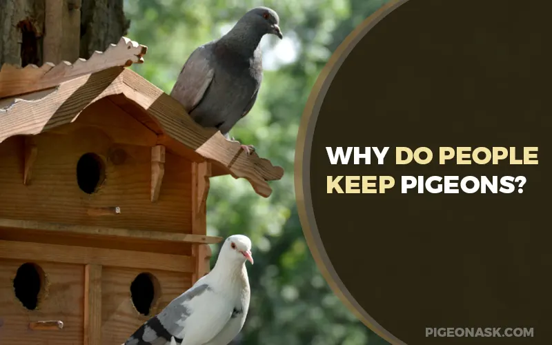 Why Do People Keep Pigeons