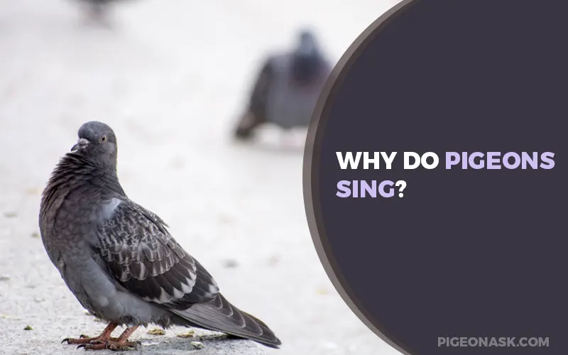 Why Do Pigeons Sing