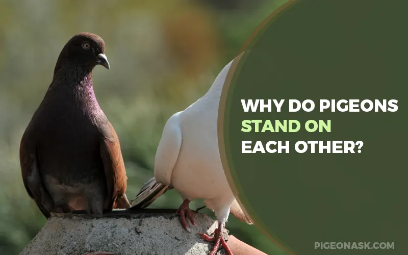 Why Do Pigeons Stand On Each Other