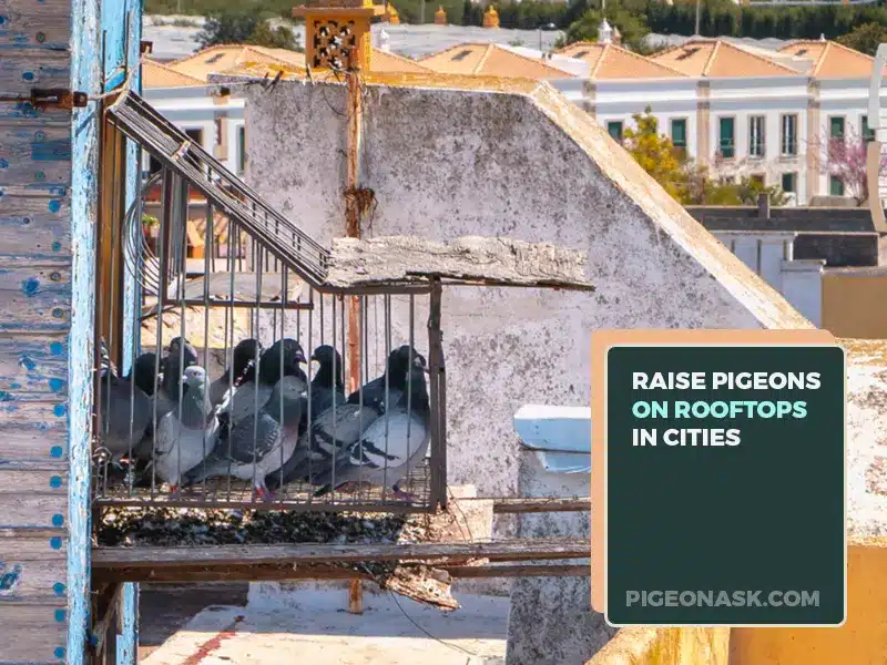 Why Do Some People Raise Pigeons on Rooftops in Cities