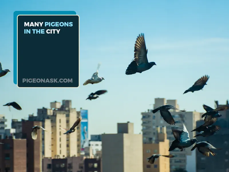 Why Do You See Many Pigeons in the City