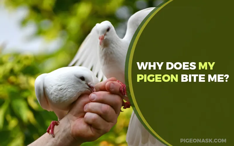 Why Does My Pigeon Bite Me