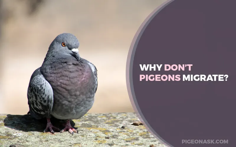 Why Don’t Pigeons Migrate