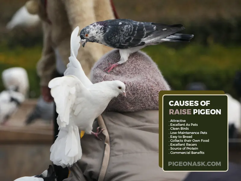 Reasons Why People Raise or Keep Pigeons