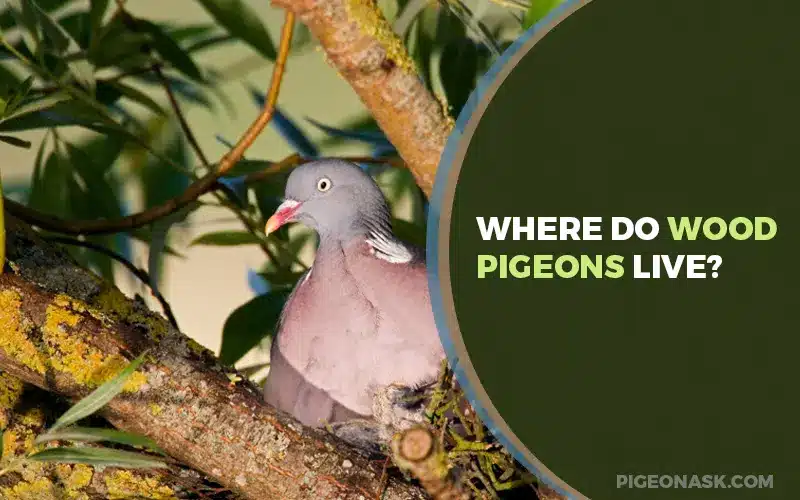 Where Do Wood Pigeons Live?